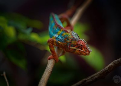 Panther Chameleon